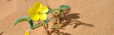 Chile welcomes the Blooming Desert 2025